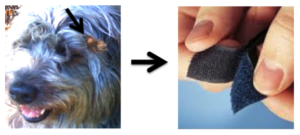 The Idea Trigger that Led to Velcro