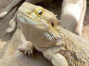Lizard - courtesy of Wikipedia.org
